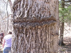 Sapsucker damage on American elm